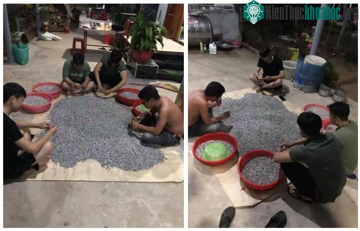 4 người đàn ông lực lưỡng ngồi khêu ốc ruốc, vô cùng kiên nhẫn.