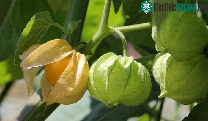 Loại quả này còn có thể phòng ngừa các bệnh về đường tiết niệu và viêm thận
