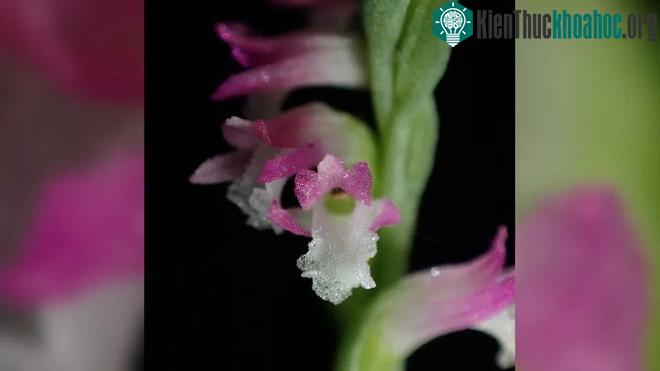Thực chất trên đất liền Nhật Bản có hai loài Spiranthes.