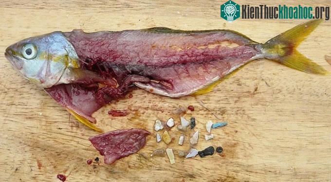 Vi nhựa cũng xuất hiện trong loài cá và chúng gián tiếp đi vào cơ thể chúng ta khi ăn