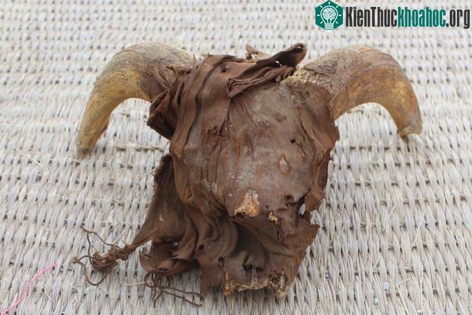 Cận cảnh một chiếc đầu cừu