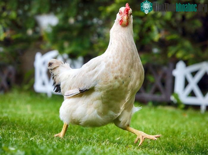 Các giống gà cũng ngày càng được cập nhật với số lượng nhiều hơn.