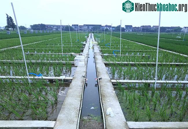 Ruộng lúa thử nghiệm ứng dụng than sinh học.