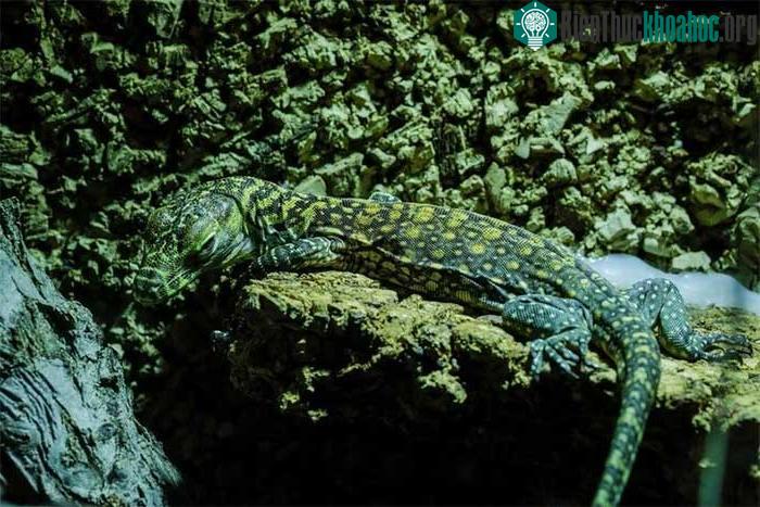 Rồng komodo Juanito