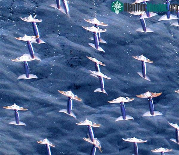 Đường bay của mực là ngẫu nhiên và khó quan sát