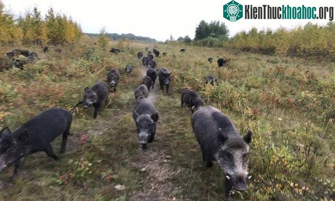 Đàn "siêu lợn" bùng nổ, lan khắp Canada ảnh 1
