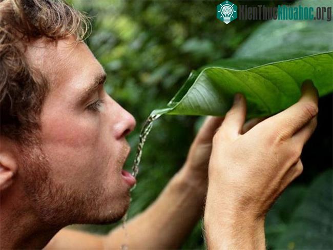 Nước mưa không an toàn để uống