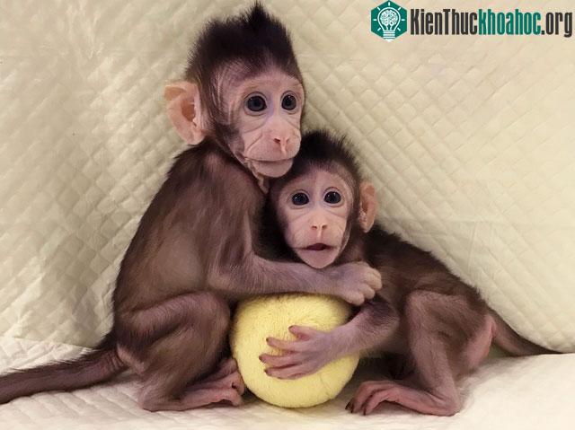 Khỉ Zhong Zhong và Hua Hua