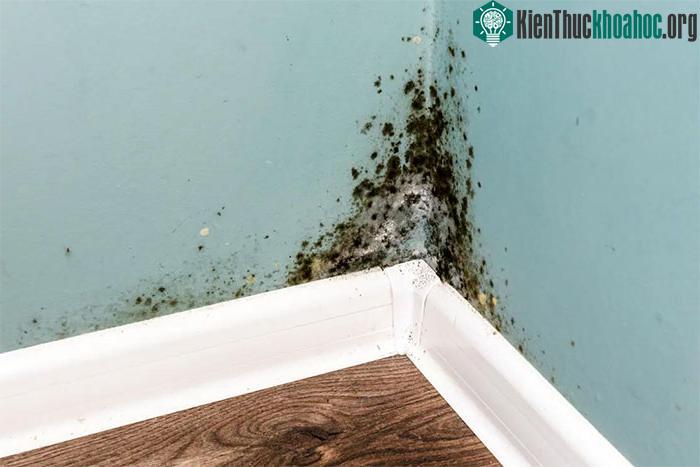 Nấm mốc phát triển ở những nơi ẩm ướt và thường xuyên đọng nước.