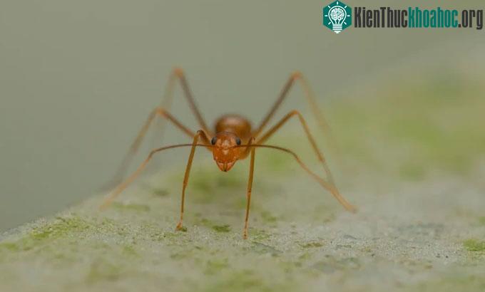Kiến được coi là một trong những loài xâm lấn đáng sợ nhất thế giới.