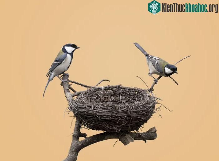 Tổ chim là cấu trúc được sử dụng bởi nhiều loài chim khác nhau