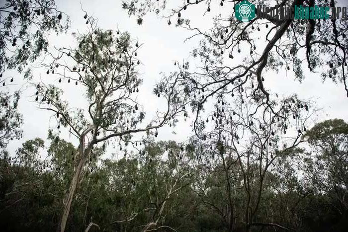 Một đàn dơi quạ ở công viên Yarra Bend.