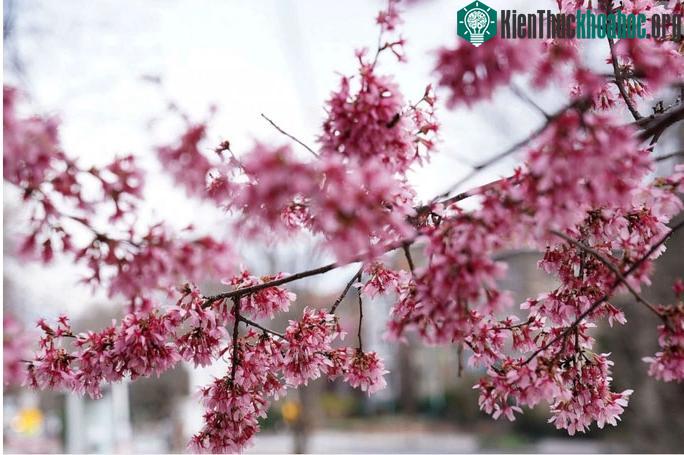 Một cây hoa anh đào nở trong thời tiết ấm áp ở Washington, Mỹ
