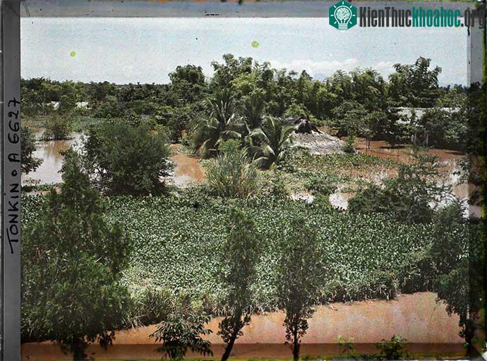 Cảnh lụt lội ở ấp Thái Hà.