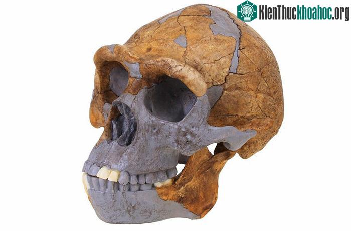 Hộp sọ của người Bắc Kinh