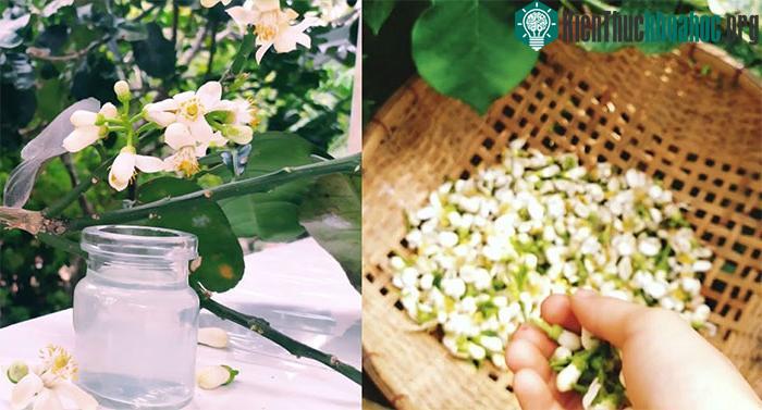 Trong hoa bưởi có chất sát khuẩn nên rất hữu ích đối với người bị cảm cúm, cảm lạnh...