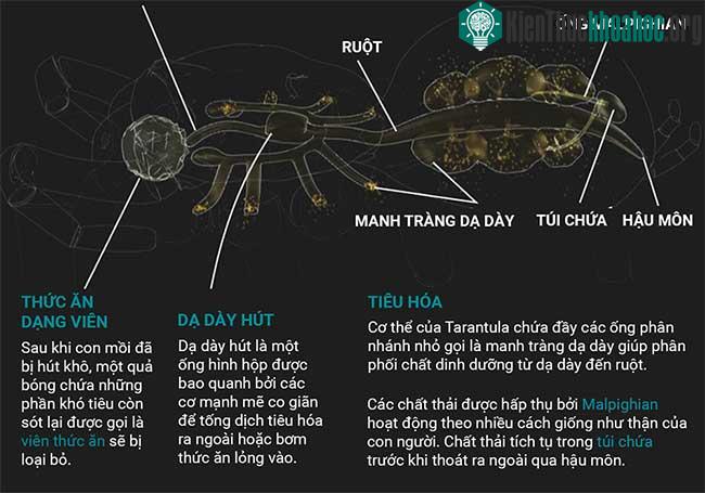 Những sự thật thú vị về loài nhện Tarantula ảnh 2