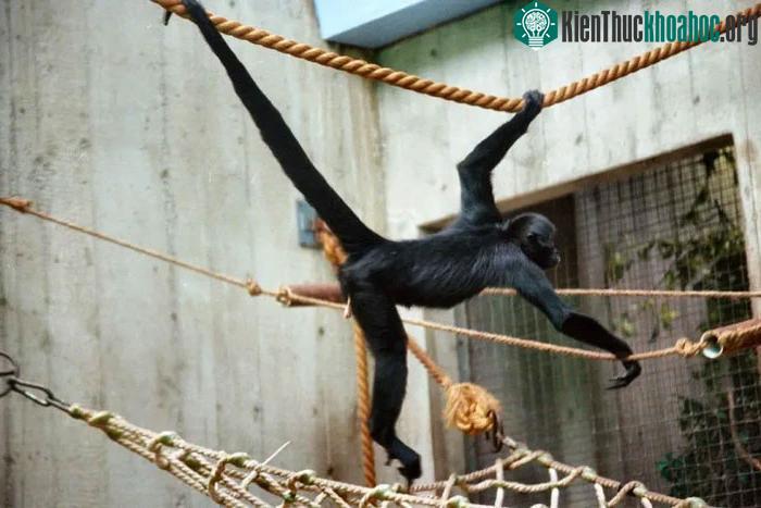 Khỉ nhện Ateles fusciceps