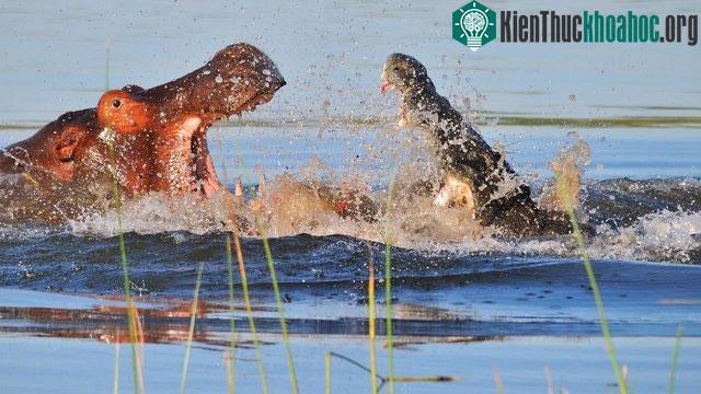 Cá sấu và hà mã đều là những con vật có lực cắn mạnh khủng khiếp.