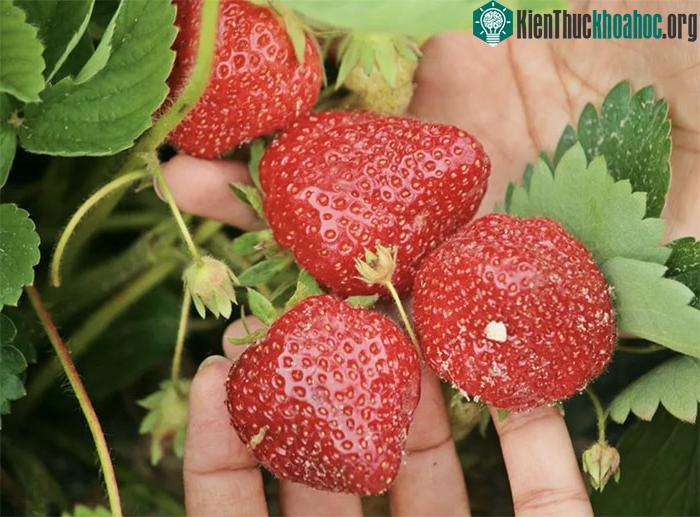 Bí mật sau những trái dâu tây trái vụ thơm ngon, đẹp như tranh vẽ của Nhật Bản ảnh 2