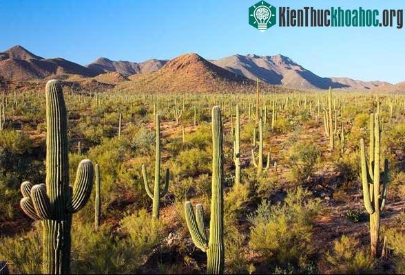 Bình thường, Sa mạc Sonoran rất khô và nóng.