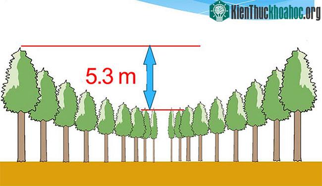 Kinh ngạc vòng tròn cây lạ lùng ở Nhật Bản, nghi của người ngoài hành tinh ảnh 2