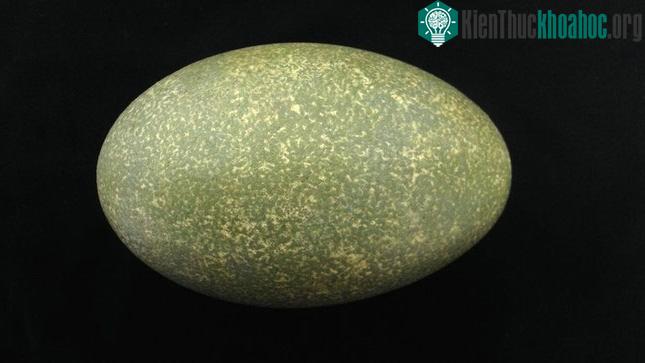 Vỏ trứng dày màu xanh lá cây