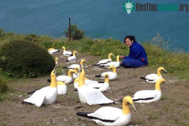 Dự án của New Zealand vẫn tiếp tục.