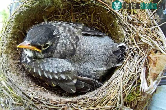 Tổ chim còn có thể phục vụ như một không gian sống cho các loài chim