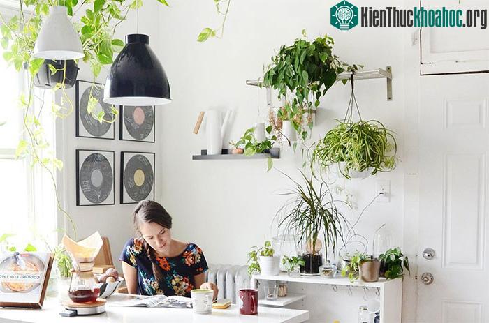 Mếu lá chuyển sang màu vàng, nó có thể cho thấy sự thiếu hụt chất dinh dưỡng.