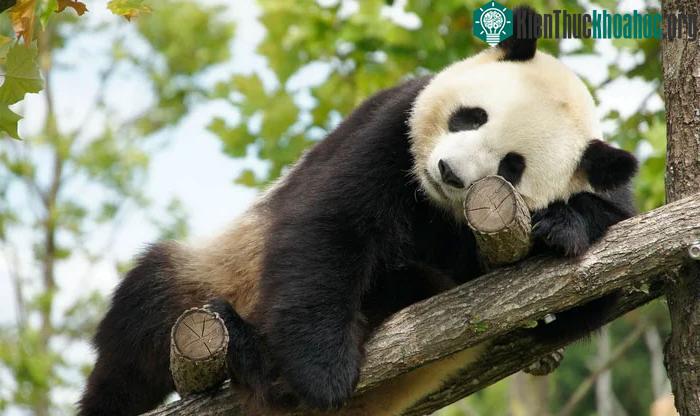Gấu trúc khổng lồ dành nhiều thời gian cho việc ăn uống mỗi ngày.
