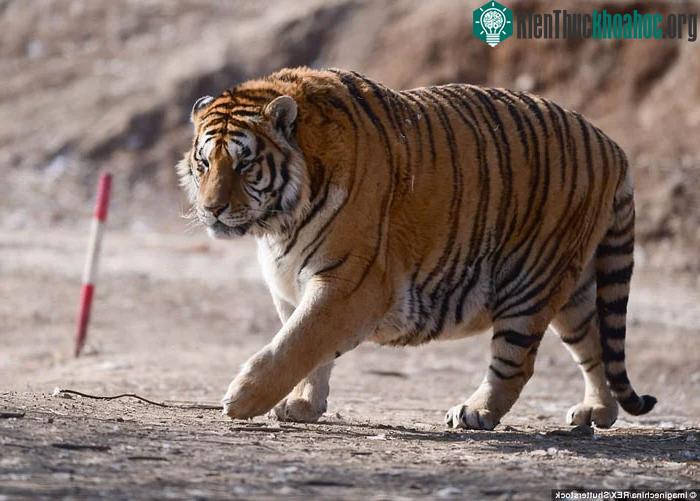 Qua việc mổ xẻ xác hổ, học sinh hiểu rõ hơn về cấu tạo giải phẫu, đặc điểm sinh lý của hổ