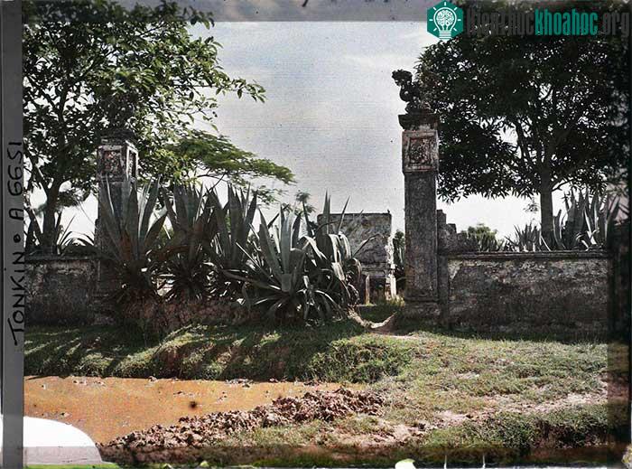 Những cây thùa trước lối vào khu lăng mộ.