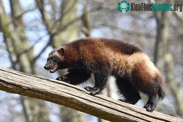 Chồn sói Wolverine