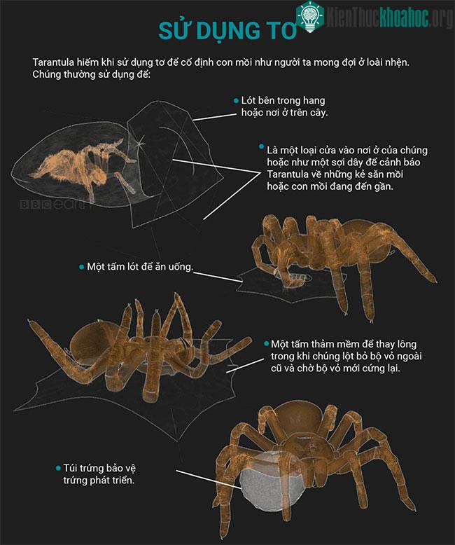 Những sự thật thú vị về loài nhện Tarantula