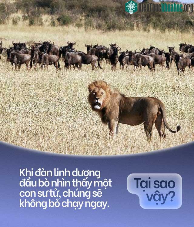Đàn linh dương đầu bò và sư tử
