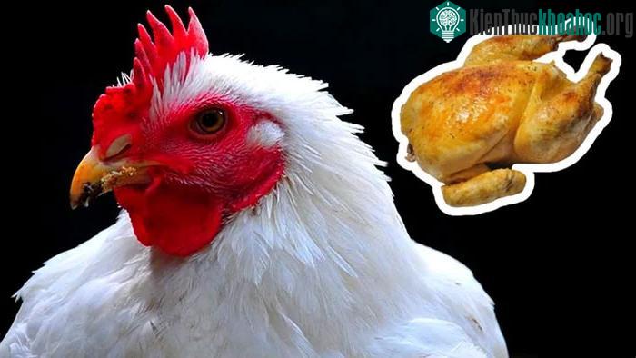 Cùng một sản lượng 1 kg thịt, gia súc và cừu thải ra lượng khí nhà kính gấp bảy lần so với gà.