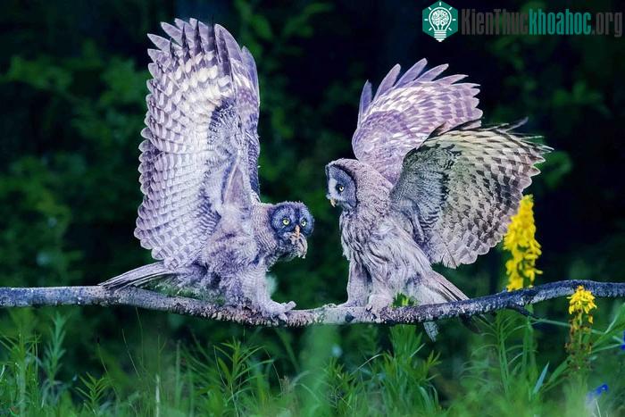 &nbsp;Lông của cú tuyết sát thủ vào mùa đông sẽ dày hơn đủ để chống lại cái lạnh thấu xương
