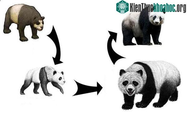 &nbsp;Dữ liệu hóa thạch cũng cho thấy trong lịch sử không có gấu trúc khổng lồ ở Thanh Hải.&nbsp;