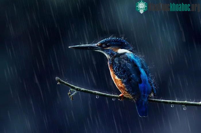 Chim nước và các loài chim sống dưới nước quen với ẩm ướt hơn các loài khác.