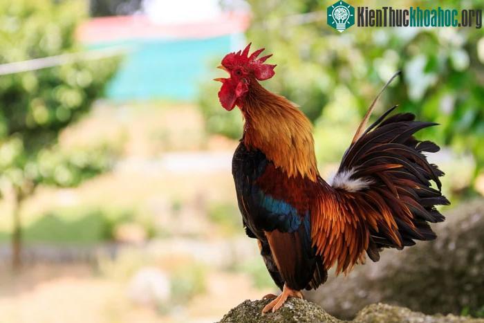 Thịt gà và trứng gà rất giàu lysine và threonine