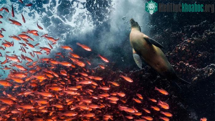 Đàn cá chuyển hướng để nhường chỗ cho một con sư tử biển ở Galápagos.