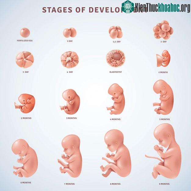 Quá trình phát triển của phôi người.