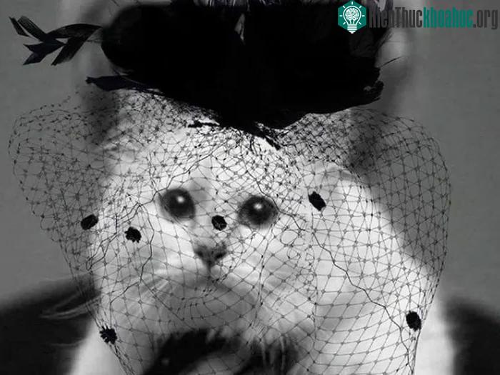 Choupette là giống mèo Birman hay còn được gọi là mèo thần Miến Điện.