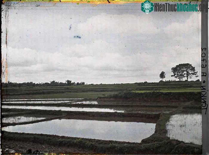 Đồng ruộng ở Sơn Tây.
