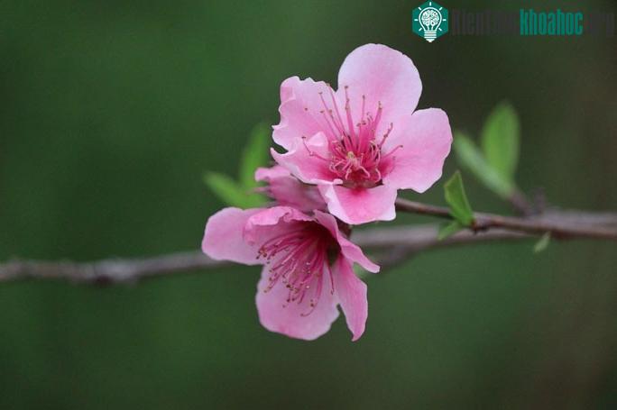 Hoa đào khoe sắc ở Poonch, Ấn Độ