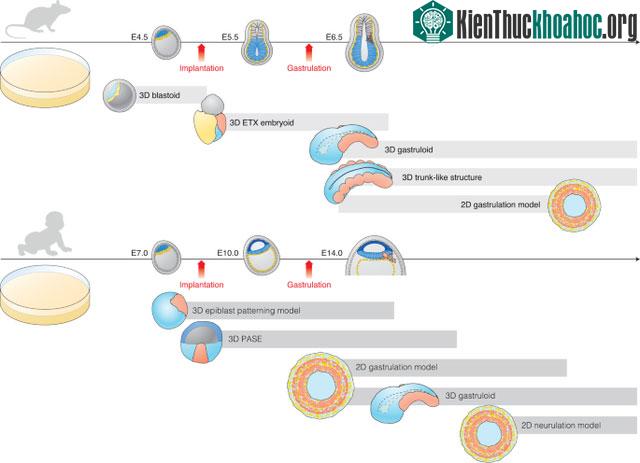 Các nhà khoa học đã phát triển được giả phôi chuột và người.