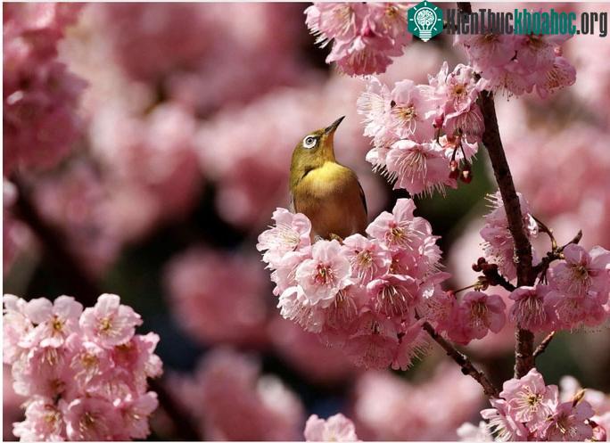 Một con chim mắt trắng trên bông hoa anh đào nở sớm tại một công viên ở Tokyo, Nhật Bản