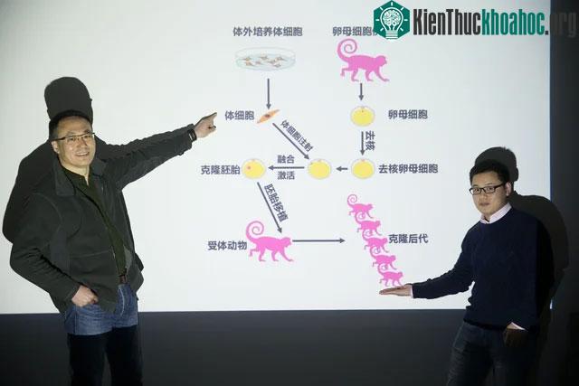 Trung Quốc tạo ra phôi khỉ mà không cần tới trứng và tinh trùng, 3 con khỉ cái đã mang thai nhờ đó ảnh 8