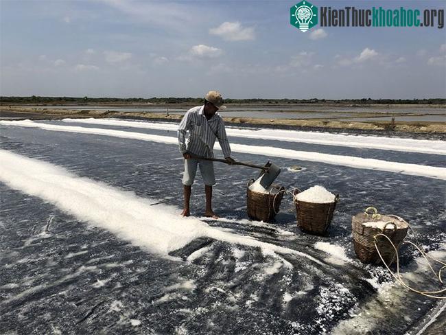 Thu hoạch muối tại xã Lý Nhơn (huyện Cần Giờ, TPHCM).